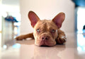 Französische Bulldogge von Bluemoon